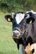 Rind auf der Weide