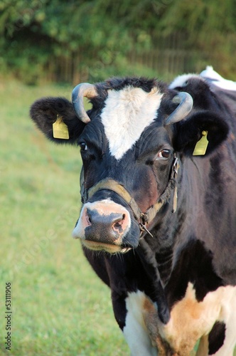 Photo: Rind auf der Weide Rind auf der Weide