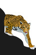 Jaguar Vector Illustration