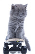 kitten playing isolated on white background