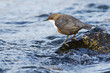 Wasseramsel
