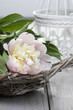 Pink peony in wicker basket on rustic wooden table.