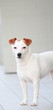 Cagnolina Jack Russell in giardino