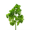 parsley on white background