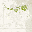 Branch of vine