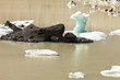 Tasman Glacier Lake icebergs in Aoraki Mt Cook NP
