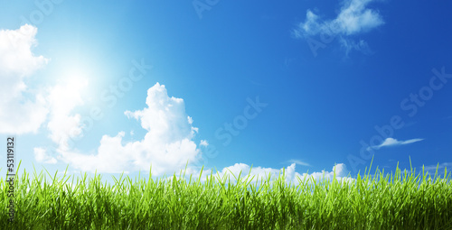Photo: grass at sunny day grass at sunny day