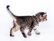beautiful cute one month old kitten