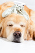 Dog with flu