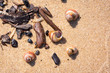 Photo: Small shells on the beach of Baltic Sea Small shells on the beach of Baltic Sea
