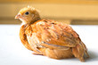 Foto: Young chicken over white background Young chicken over white background