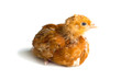 Foto: Young chicken over white background Young chicken over white background