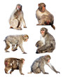 Set of few Japanese macaques. Isolated  over white