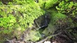 stream in the wood