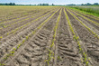 Converging rows of newly sown corn plants