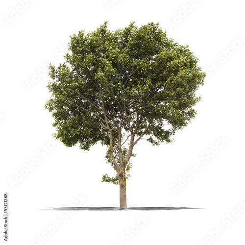 Photo: Arbre sur fond blanc Arbre sur fond blanc