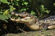 Alligator im Parque National Rio Yacuma