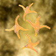 Histamin - 3D Render