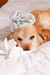 Dog with flu