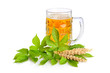 Photo: Beer and hop Beer and hop