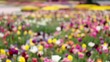 Tilting Of Many Colorful Flowe...