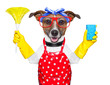 Photo: housewife dog housewife dog