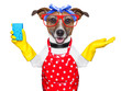 Photo: housewife dog housewife dog