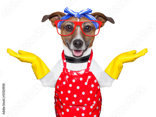 Photo: housewife dog housewife dog