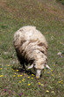 Sheep on a meadow in Chefchaouen, Morocco