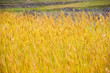 matured highland barley