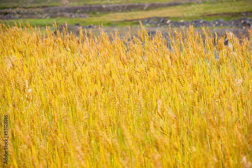 Photo: matured highland barley matured highland barley