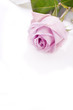 purple rose for wedding,  love and valentines day