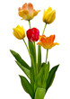 canvas print picture - tulips on white