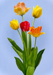 canvas print picture - Tulips on blue