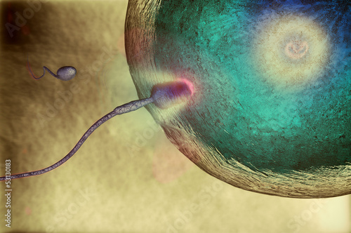Illustration: The moment of fertilization The moment of fertilization