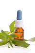 stevia rebaudiana liquid as sweetener and loss calories