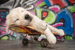 Skateboard Puppy
