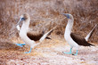 Blue Footed Booby Mating Dance