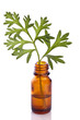wormwood herb essence in a bottle