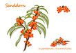 Sanddorn Illustration