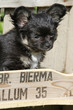 Chihuahuawelpe