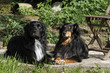 Australian Shepherd und Mix im Garten