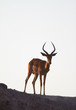Photo: Impala on ridge Impala on ridge