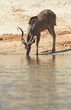 Photo: Greater Kudu Greater Kudu