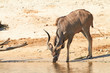 Photo: Greater Kudu Greater Kudu