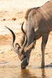 Photo: Greater Kudu Greater Kudu