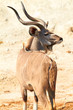 Photo: Greater Kudu Greater Kudu