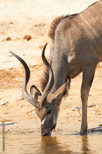 Photo: Greater Kudu Greater Kudu