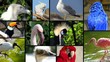 portraits of birds, collage