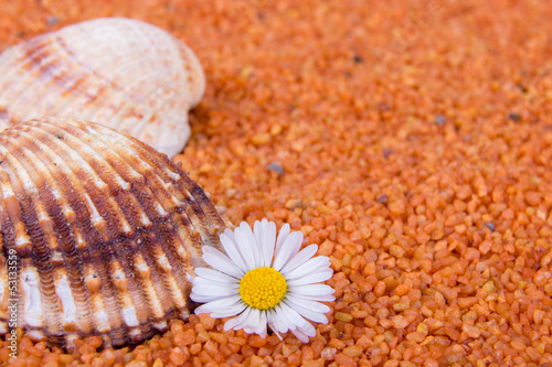 Photo: Muschel mit Gänseblümchen Muschel mit Gänseblümchen